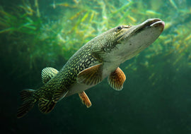 5 Lures For The Pike Opener